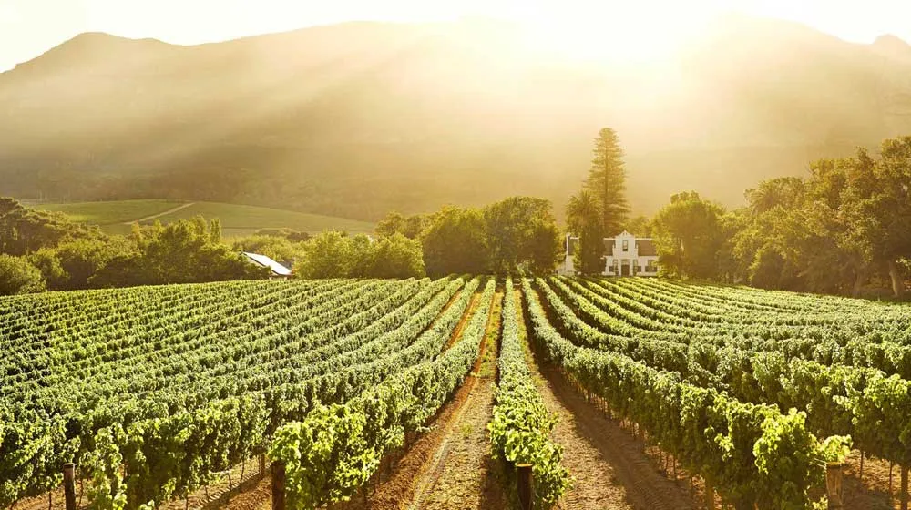 Hermanus Wine Tours 