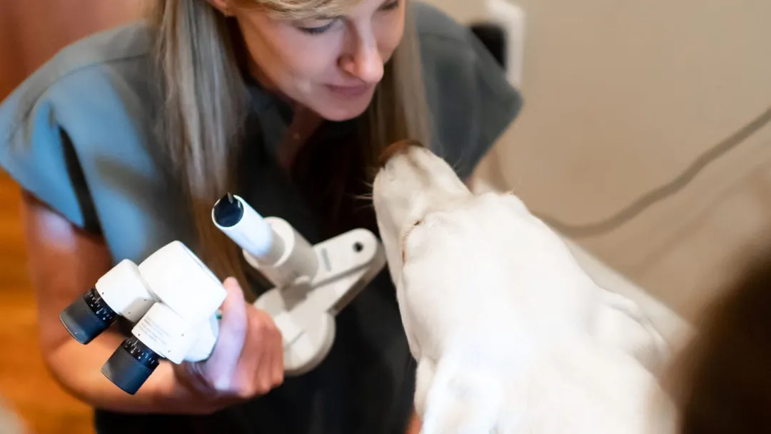 Vet Vision - Veterinary Australia
