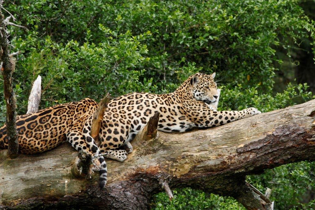 Jukani Wildlife Sanctuary