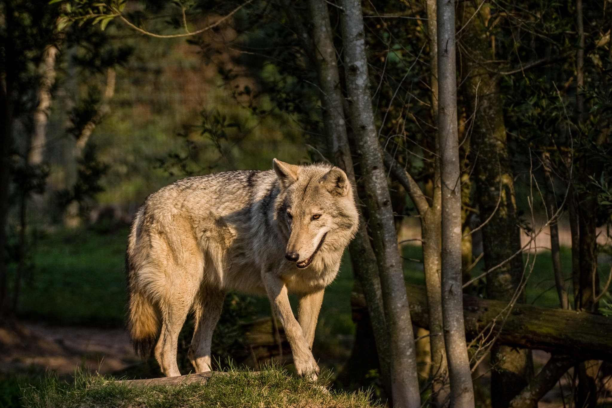 Garden Route Wolf Sanctuary