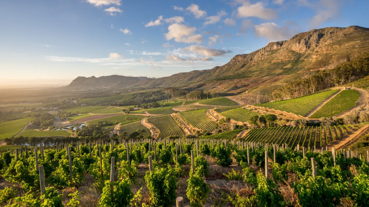 Klein Constantia Tours