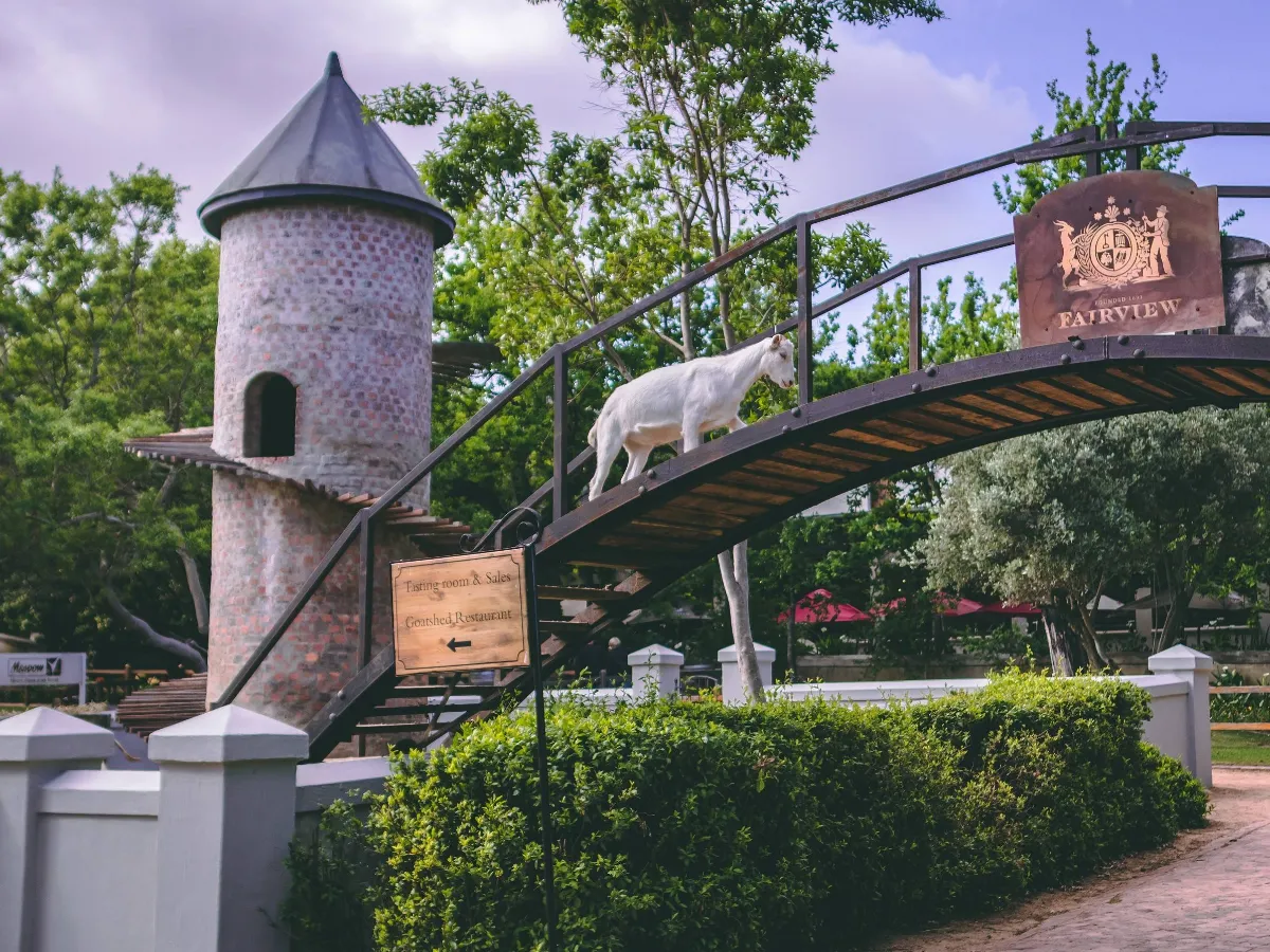 Fairview Wine and Cheese Farm