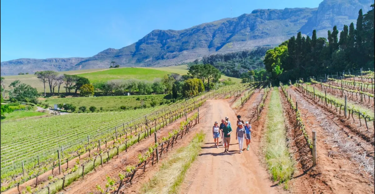 The Constantia Wine Tour