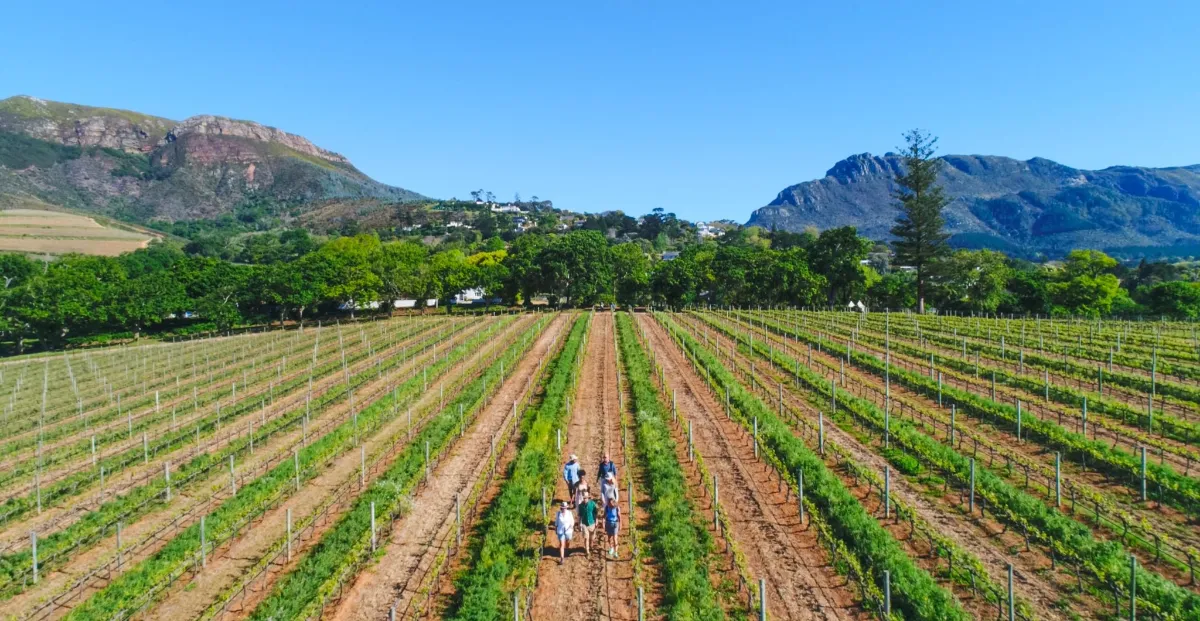 Franschhoek Wine Walk