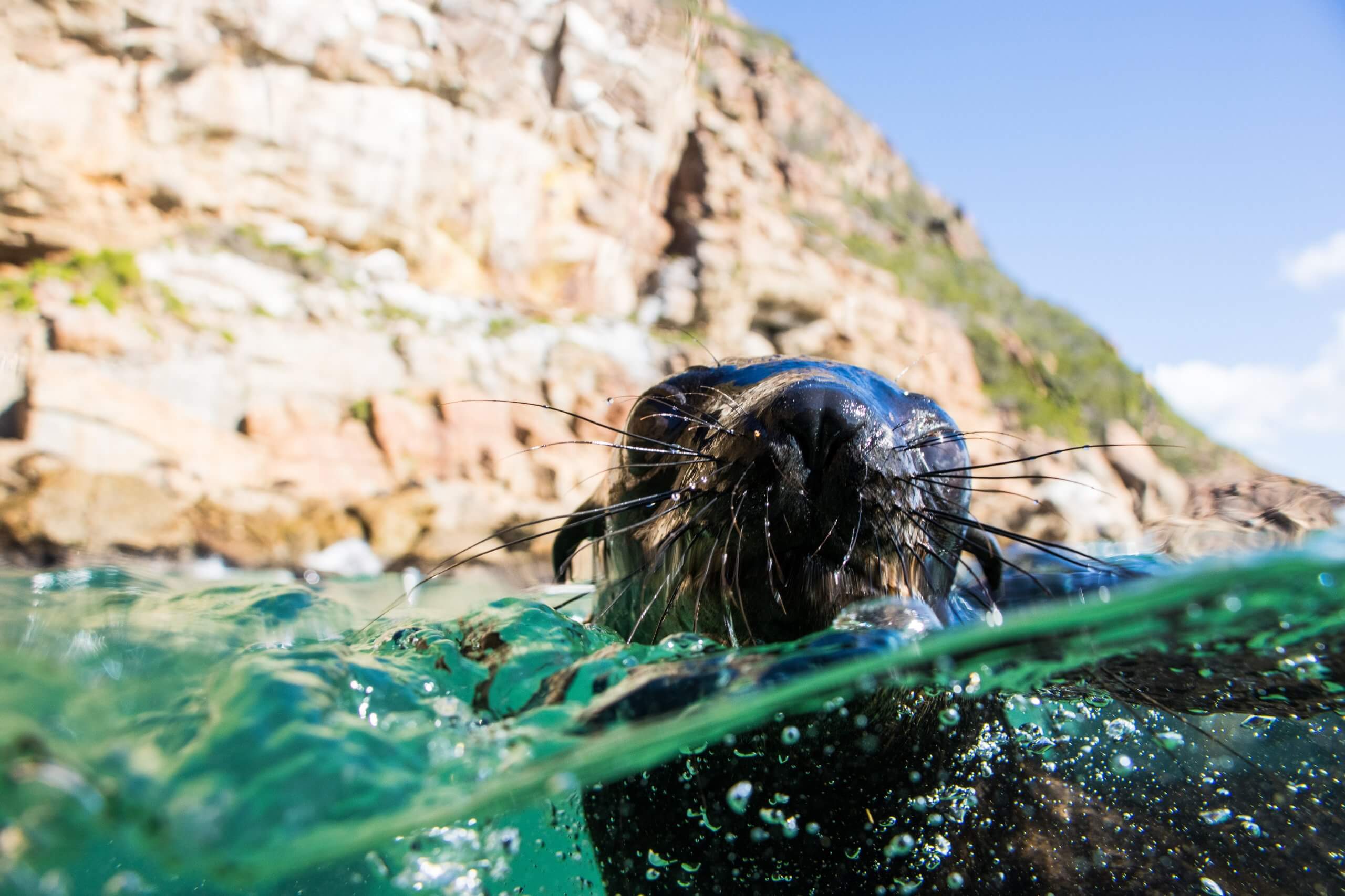 Plett Seal Adventures