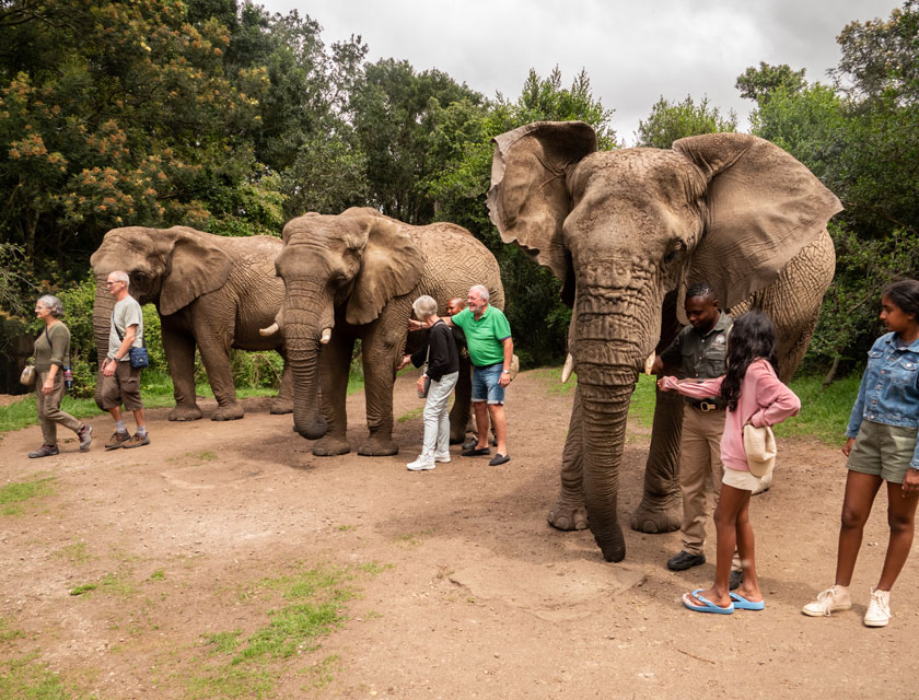 Elephant Sanctuary Plettenberg Bay