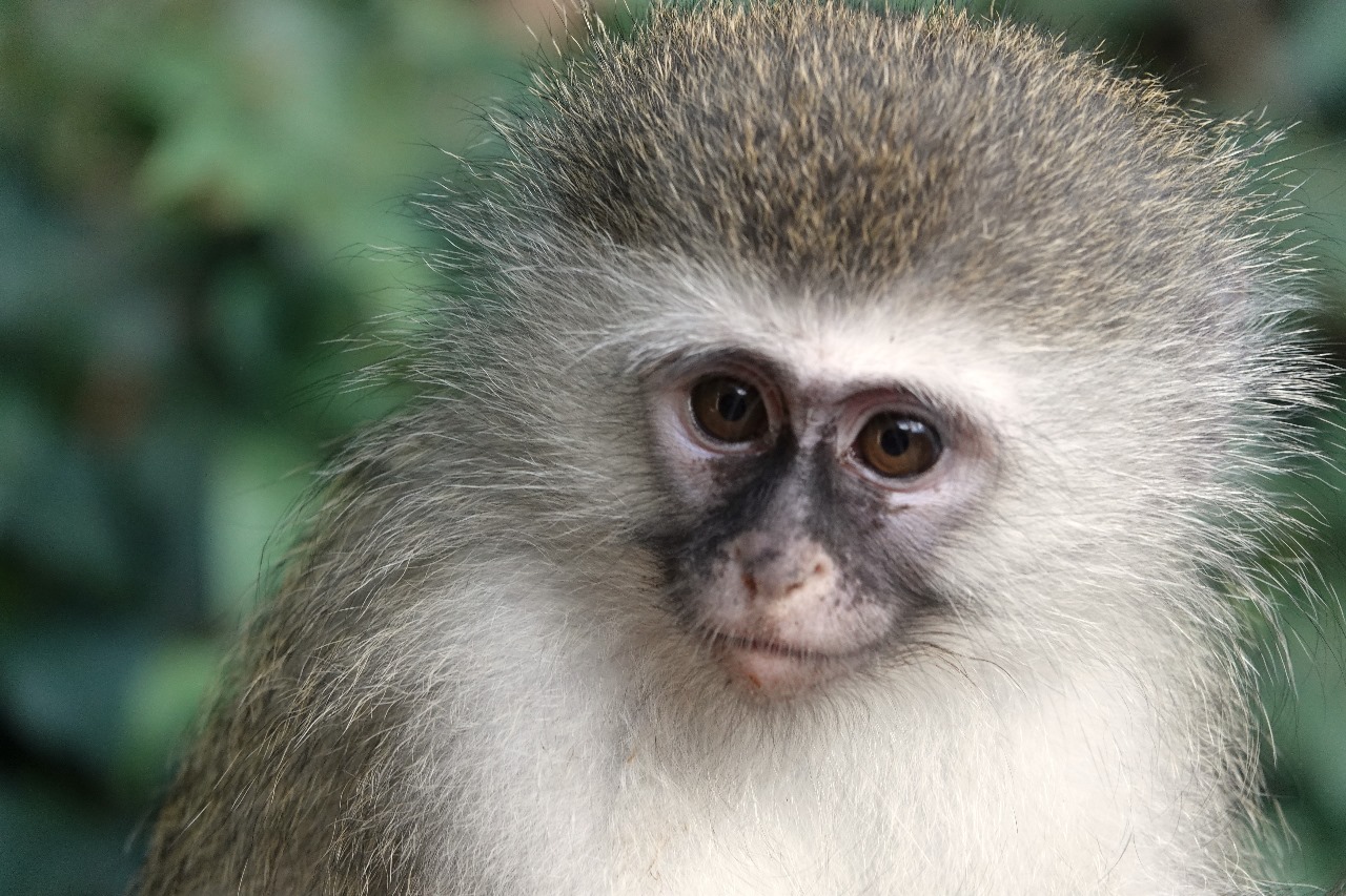 Monkeyland Primate Sanctuary