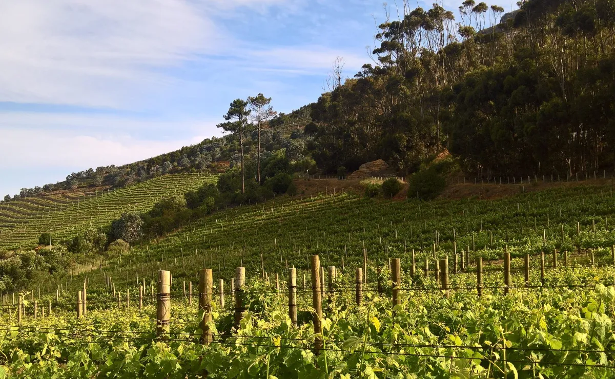 Silvermist Organic Wine Estate 