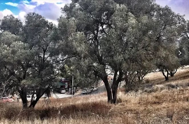 Oldest Olive Trees in Historical Bo Kaap Cape Town