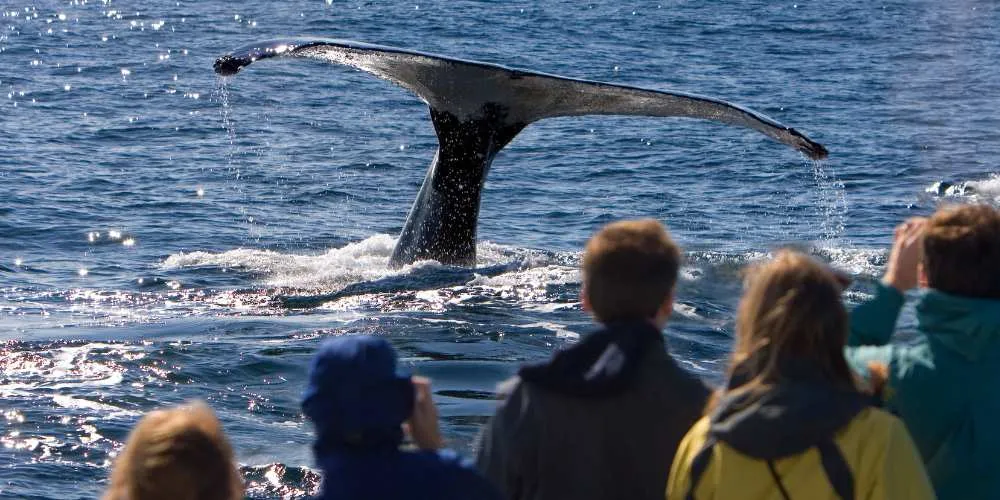 Cape Town Adventure Tours