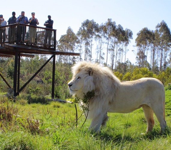 Tenikwa Wildlife Rehabilitation & Awareness Centre